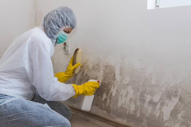 Best Mold Damage Restoration in La Crescent, MN